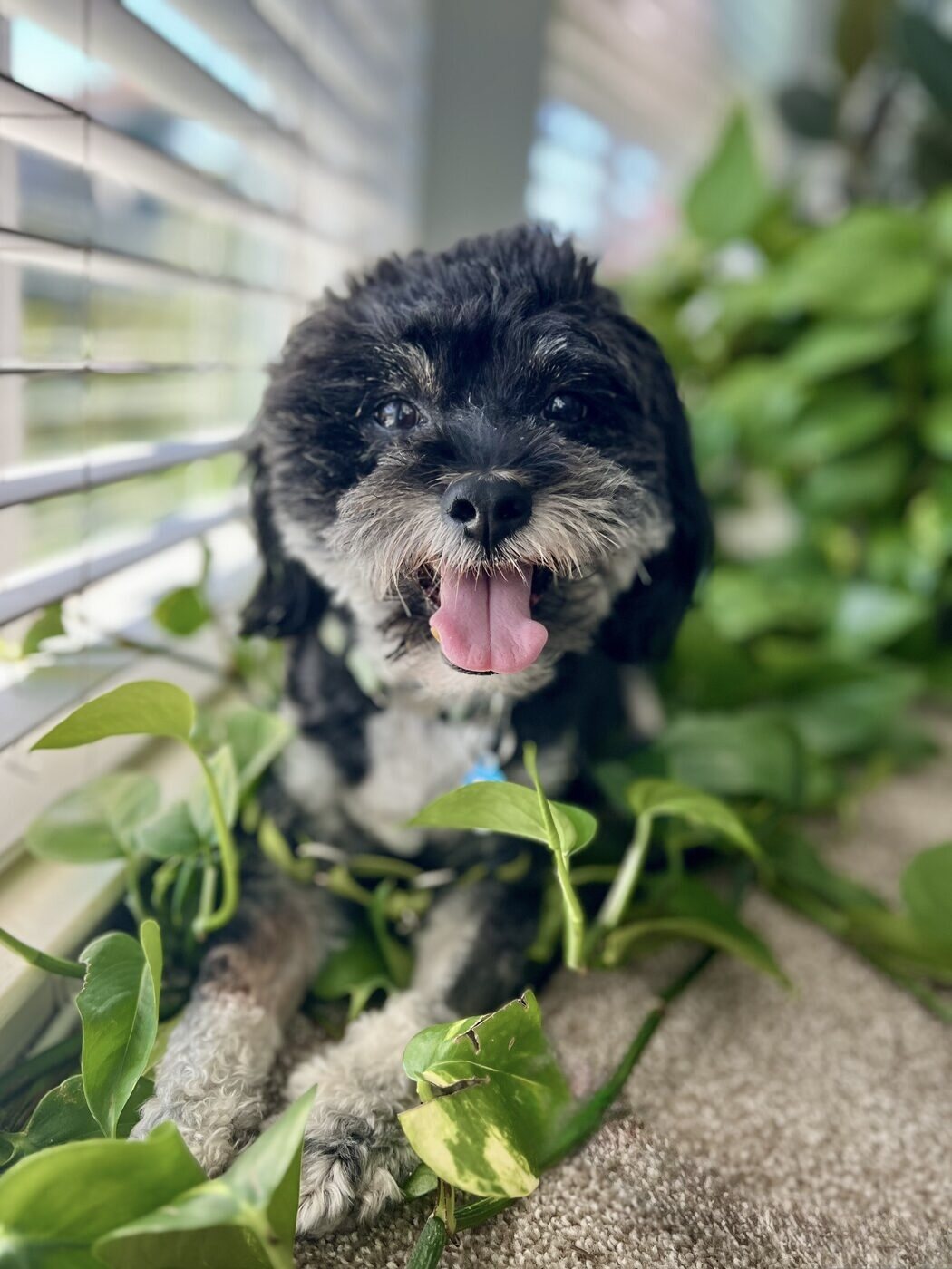 Peeking through the houseplants