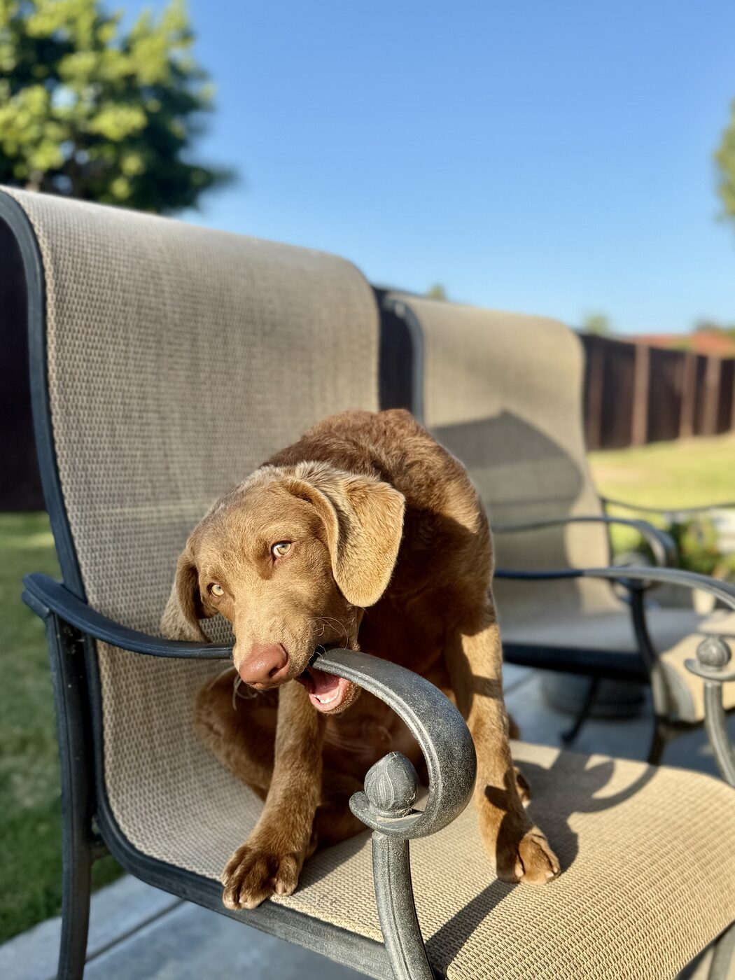 Melted into the patio chair