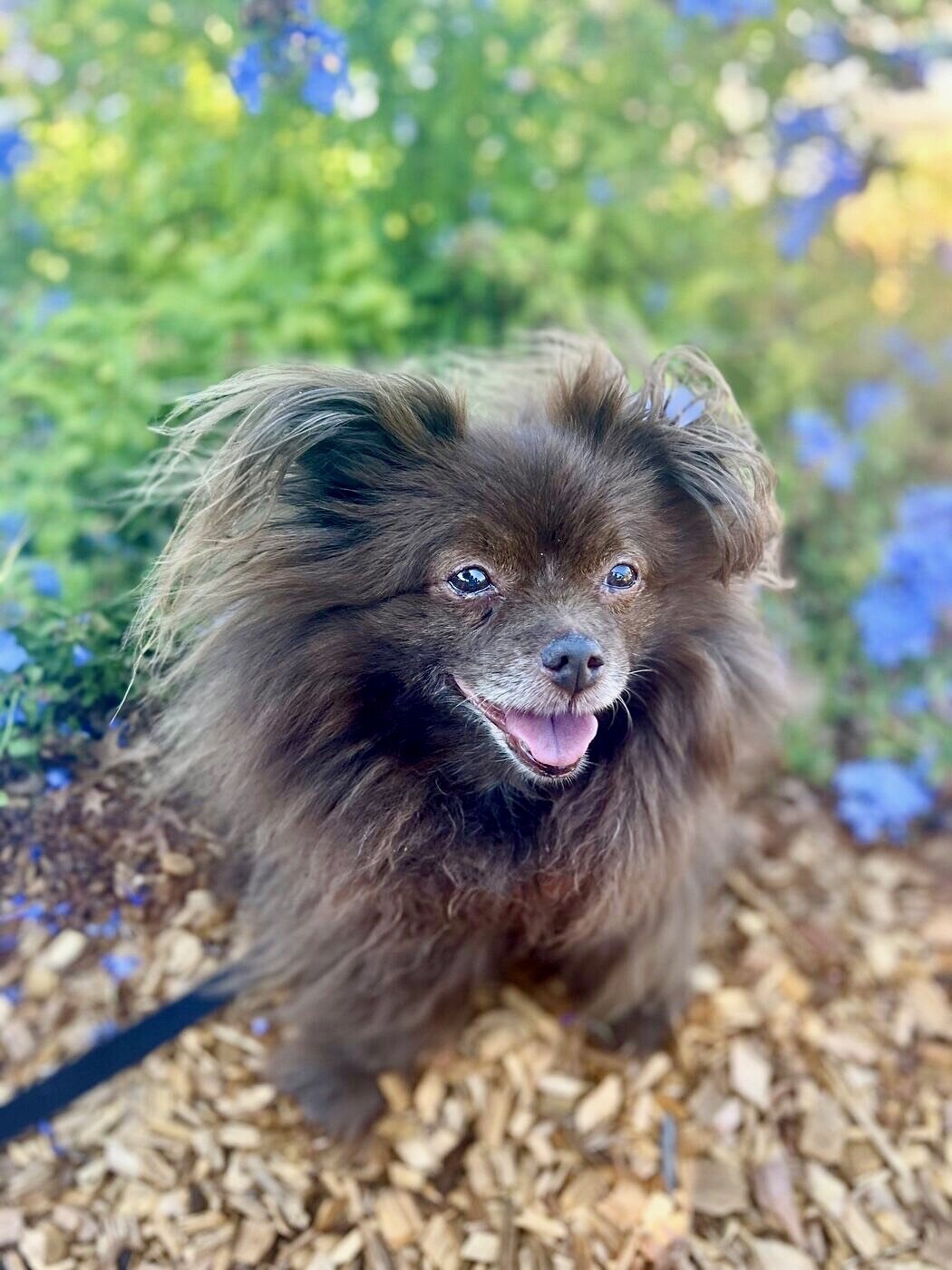 Windblown, among the blue flowers