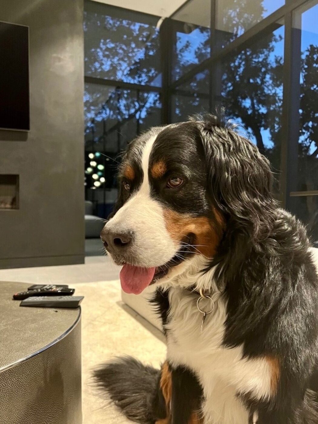 A closer look at that gorgeous coat