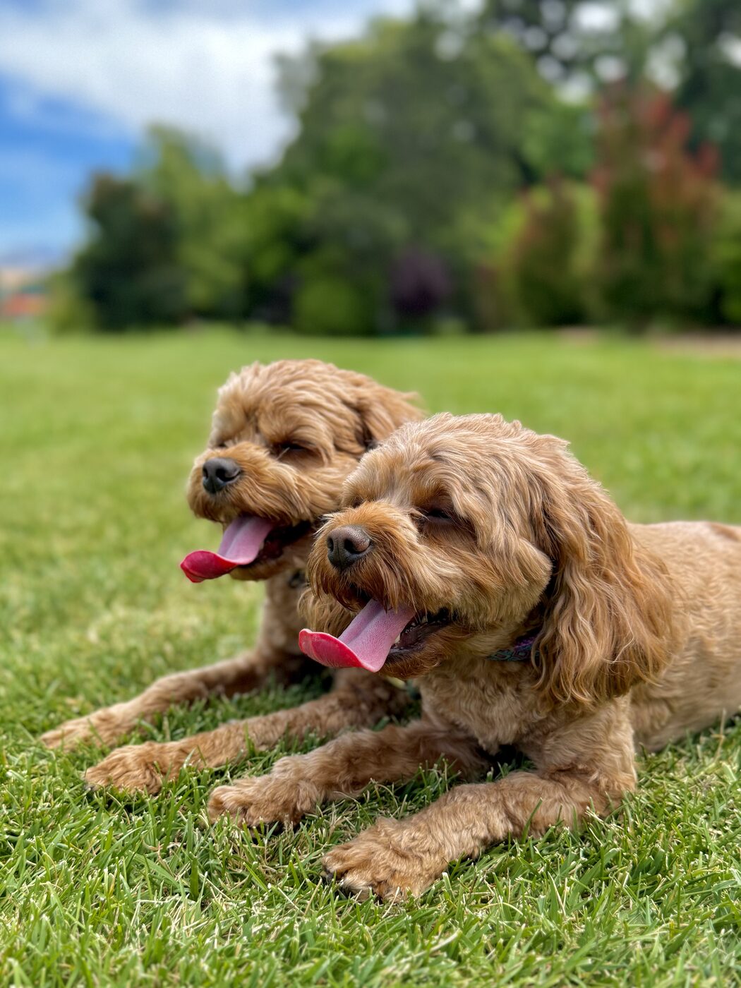 Two friends resting in the grass