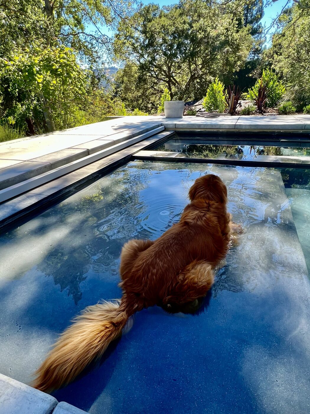 Poolside curiosity