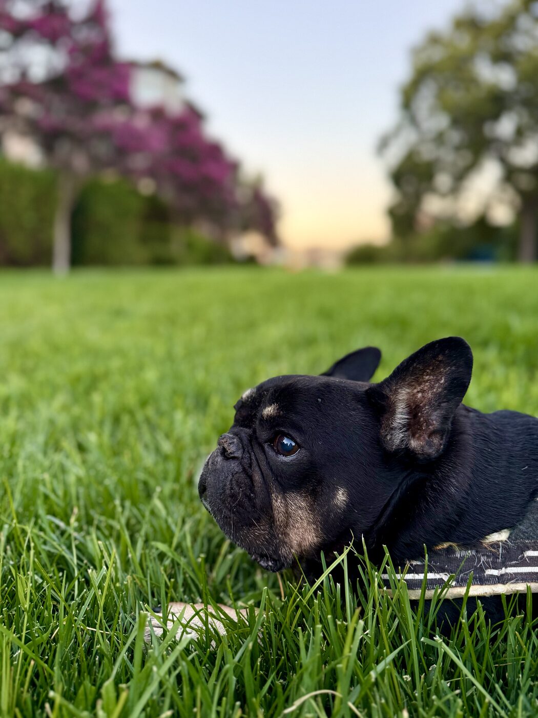 Golden hour on the lawn