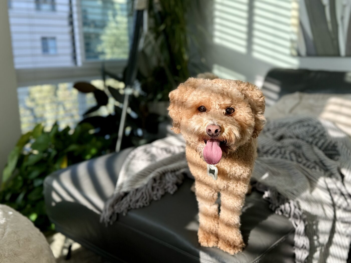 Afternoon light and stripes