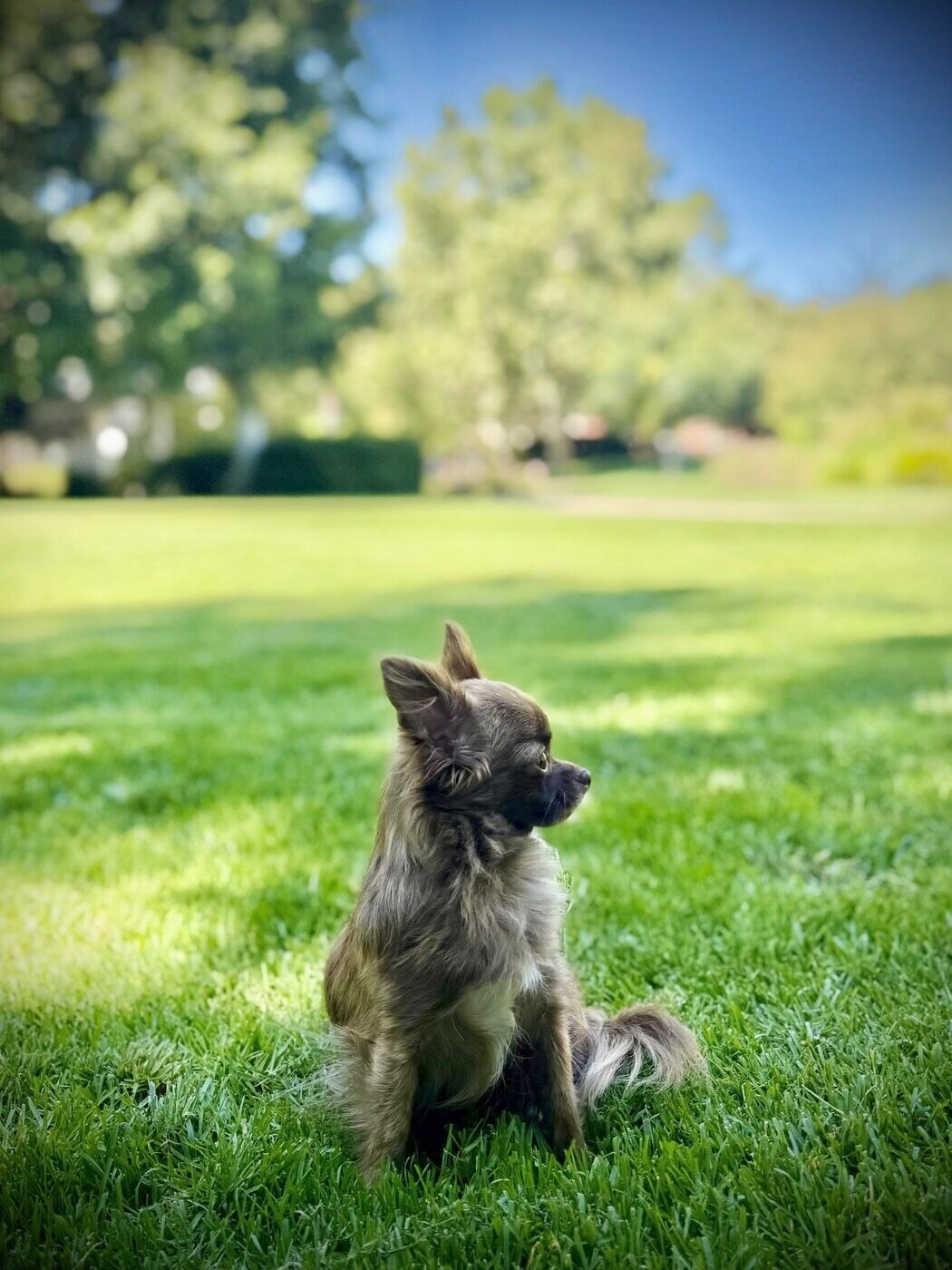 Alert in the afternoon sun