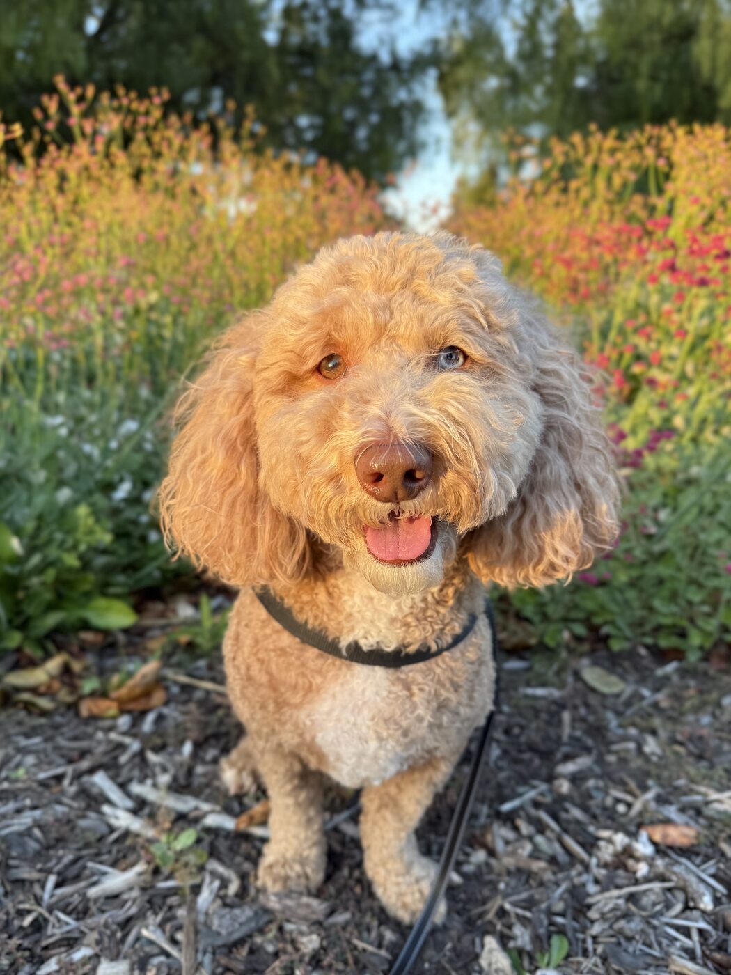 Golden hour among the wildflowers