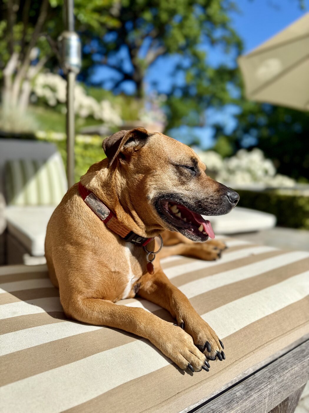 Lounging in the afternoon sun