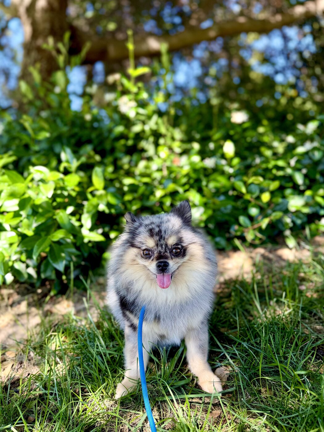 Another happy face in the shade