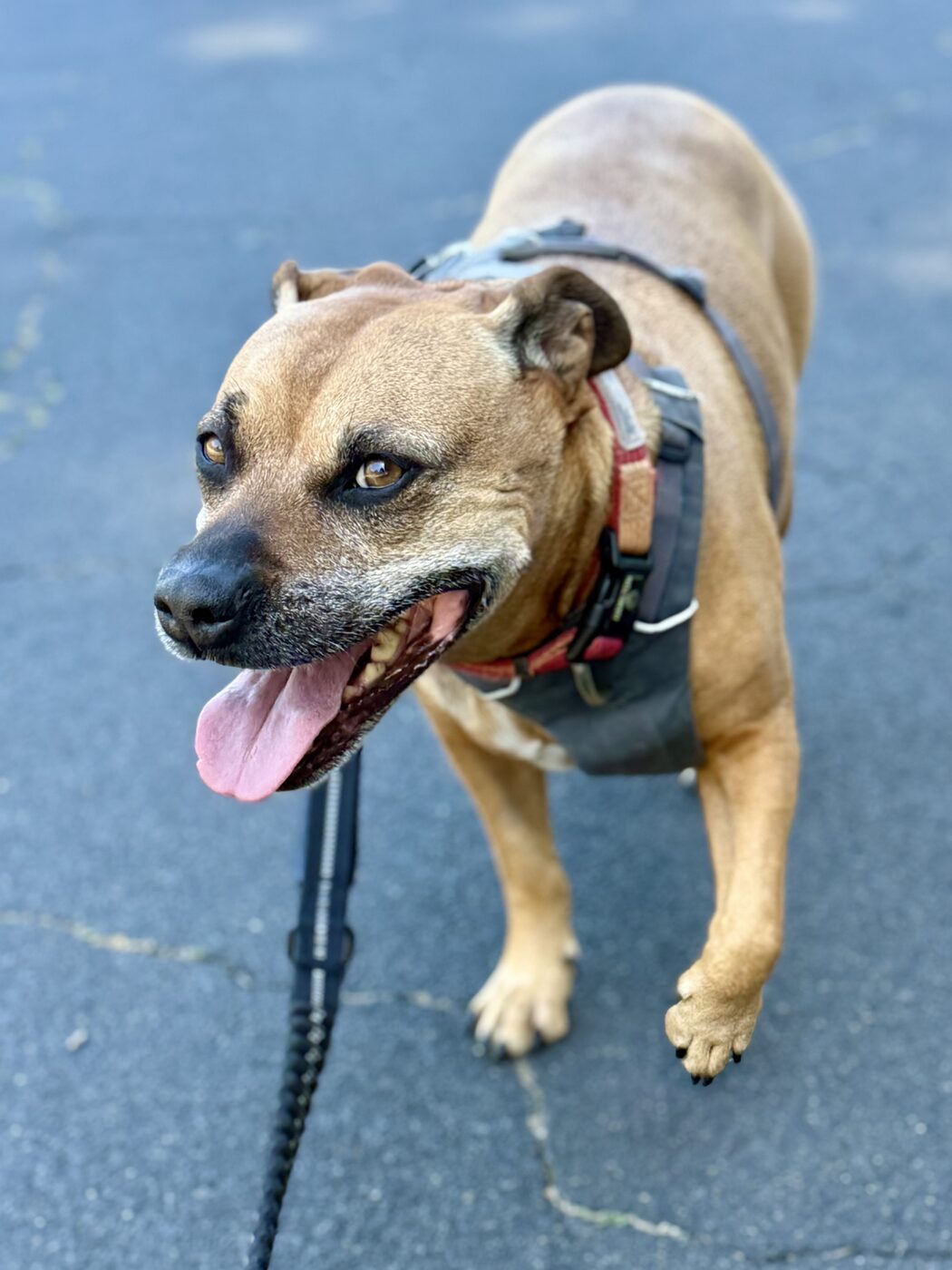 Ready for a walk